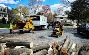 Reliable Bolivar, MO Tree Care Solutions