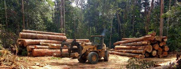 How Our Tree Care Process Works  in  Bolivar, MO